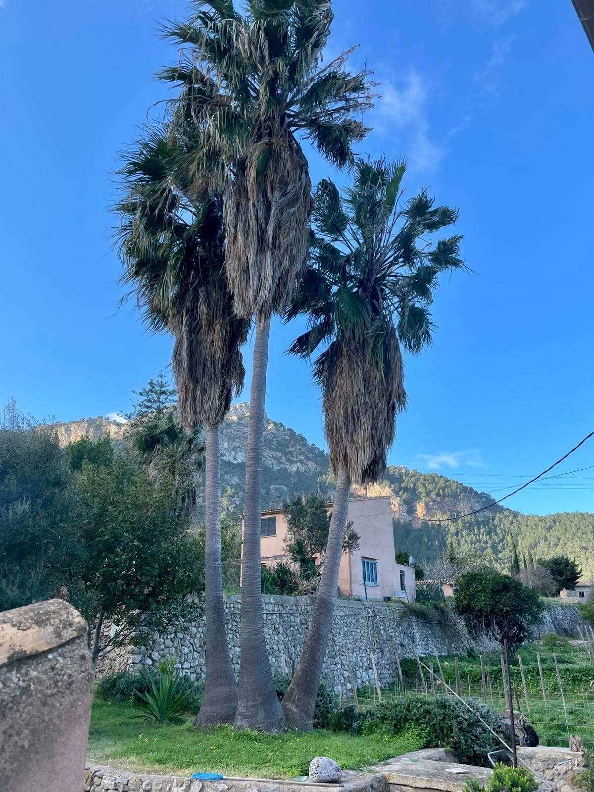 Tall palms before a Mallorcan stone house with the Tramuntana behind