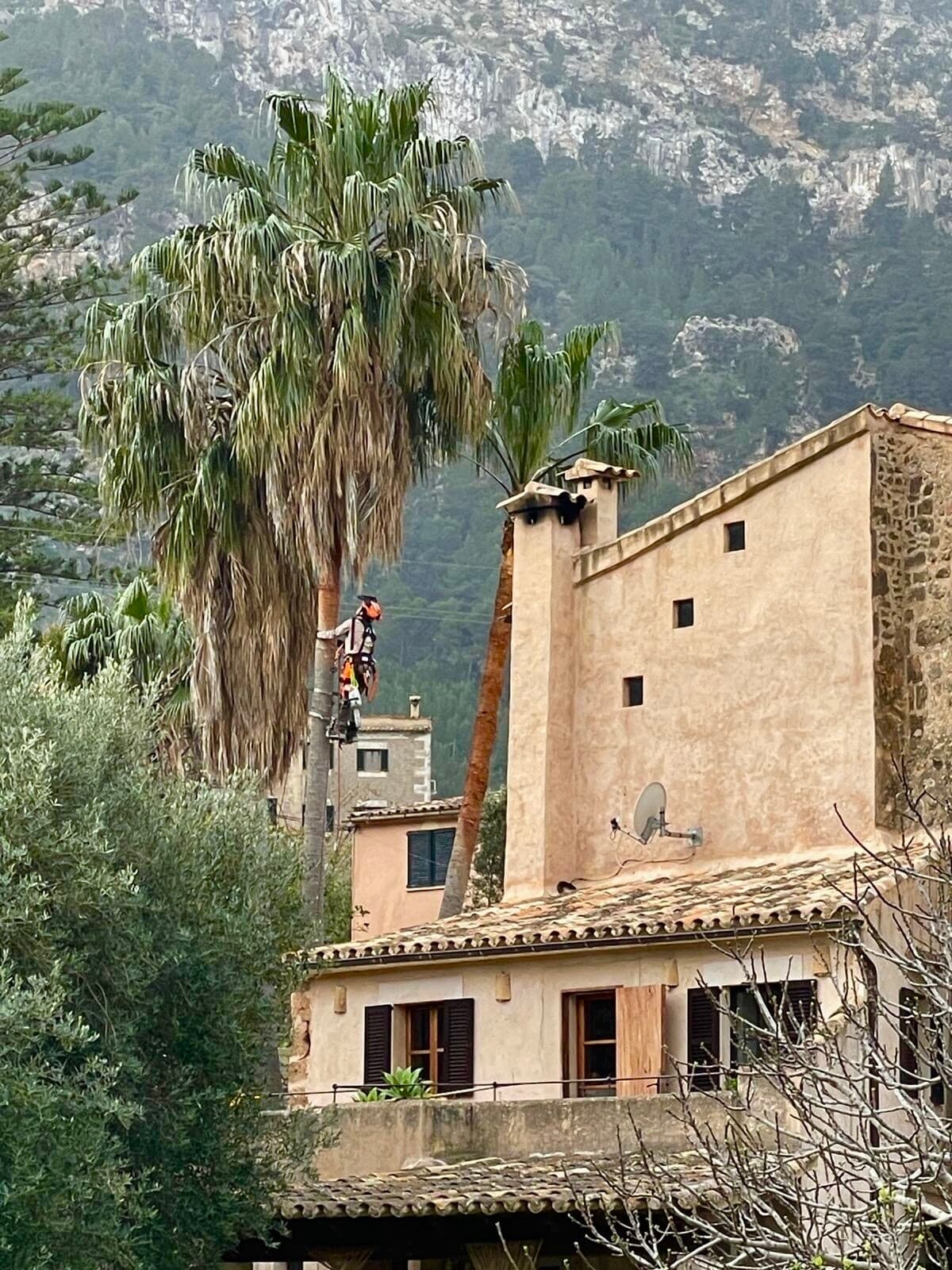 TerraLuxe arborist climbing a palm on a Tramuntana estate