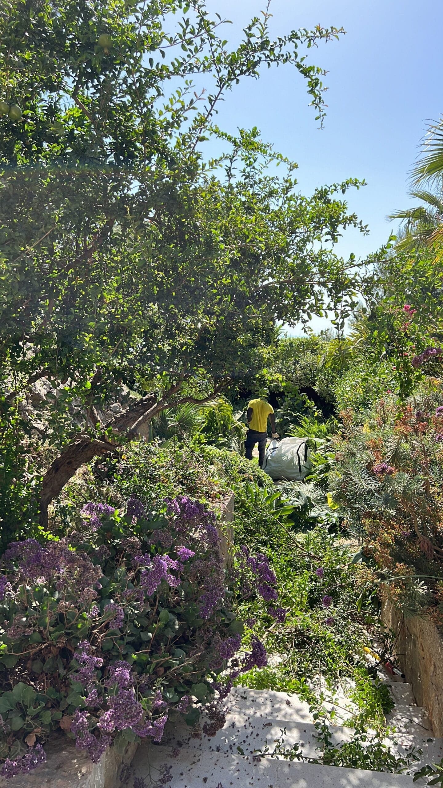 TerraLuxe gardener pruning a carob tree among bougainvilleas in a Mediterranean garden