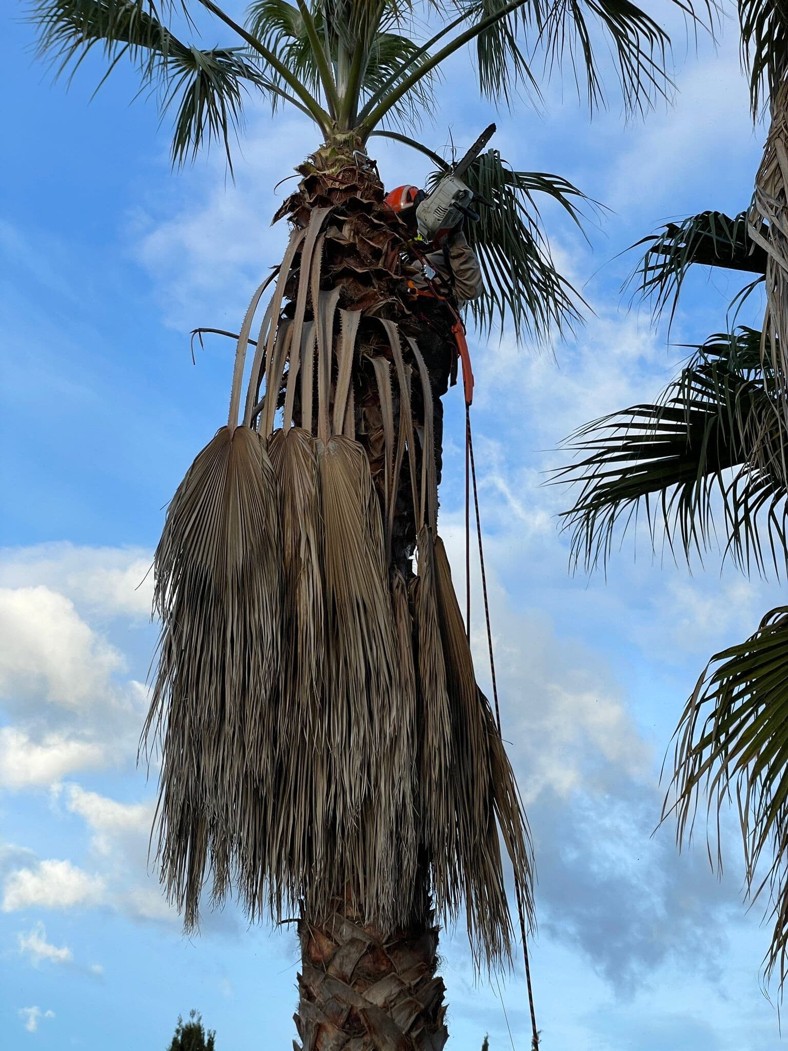 TerraLuxe arborist chainsaw-pruning a Washingtonia palm in Mallorca
