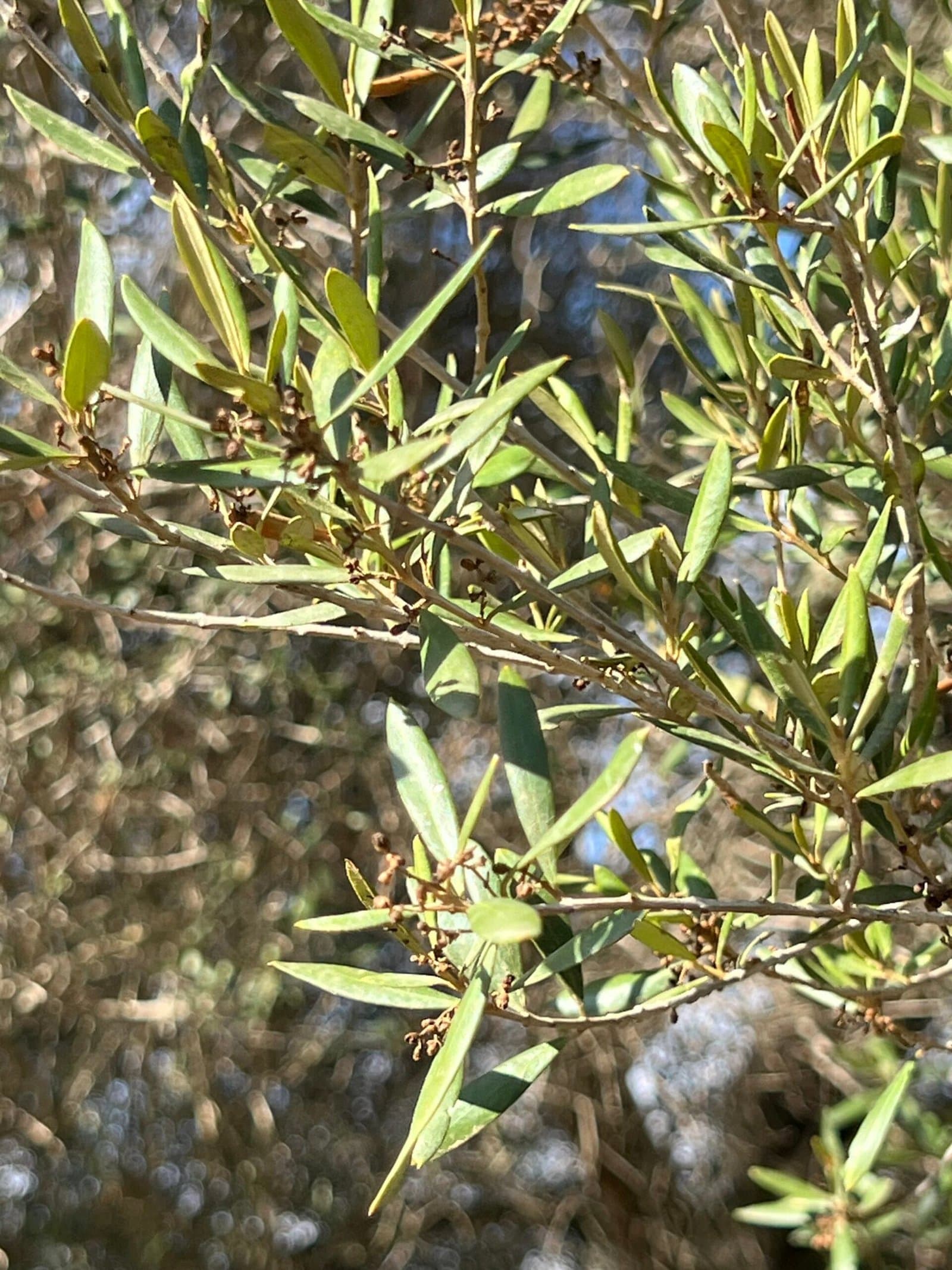 Silvery leaves of a wild olive, typical of Mallorca's countryside