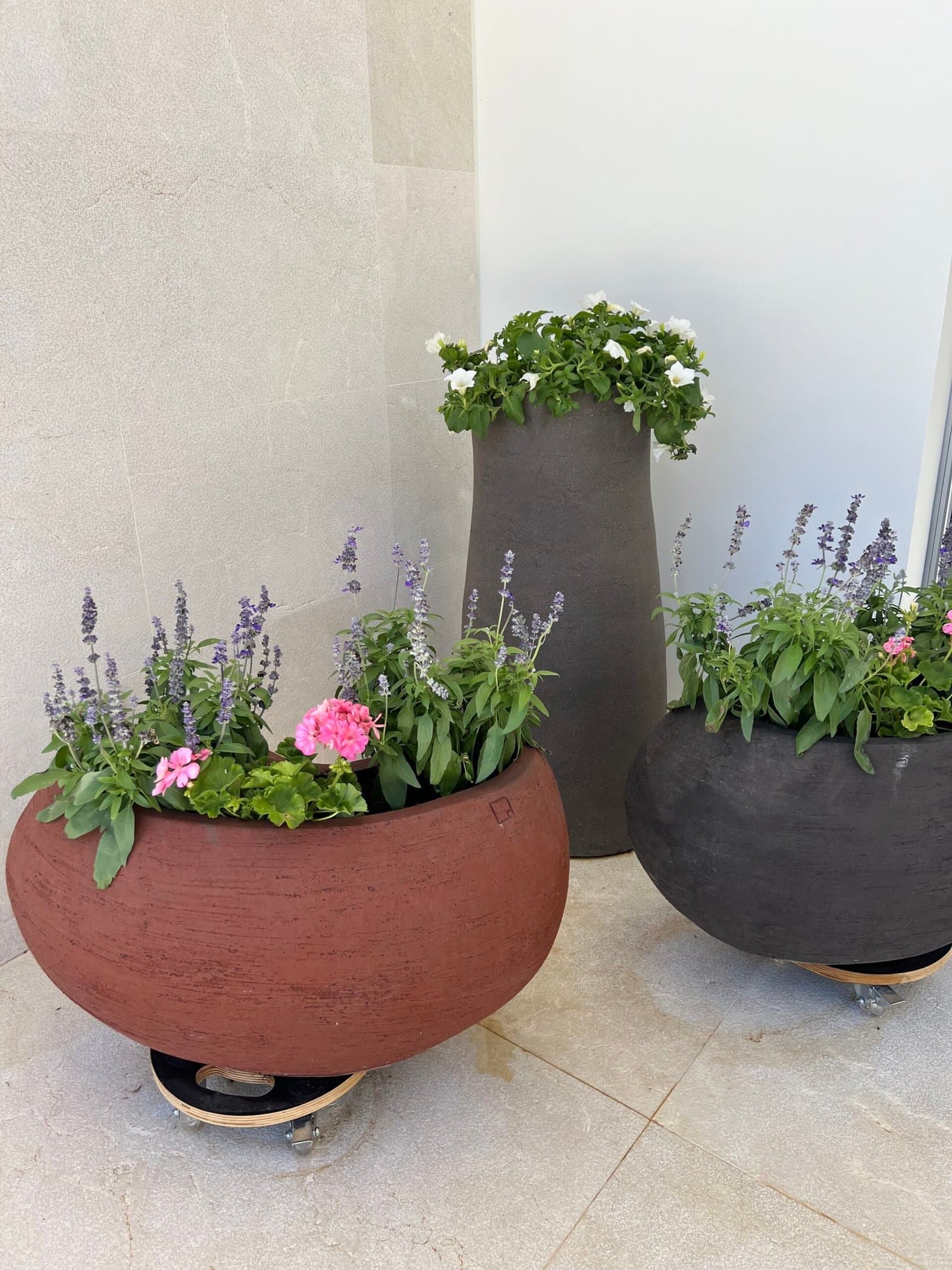 Terracotta planters with seasonal flowers and Russian sage in bloom