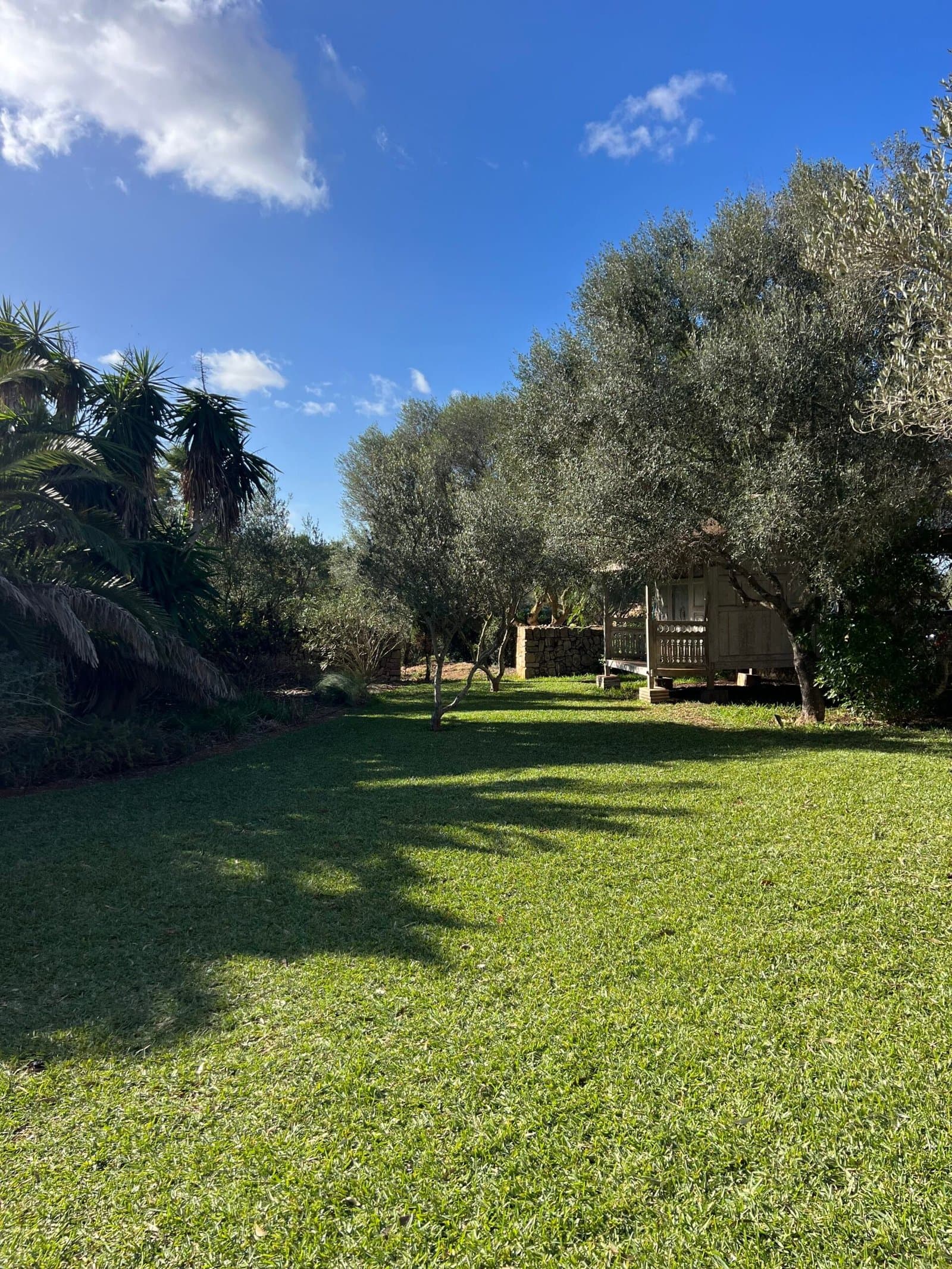 Lawn maintenance under olive trees in a Mallorca rural estate
