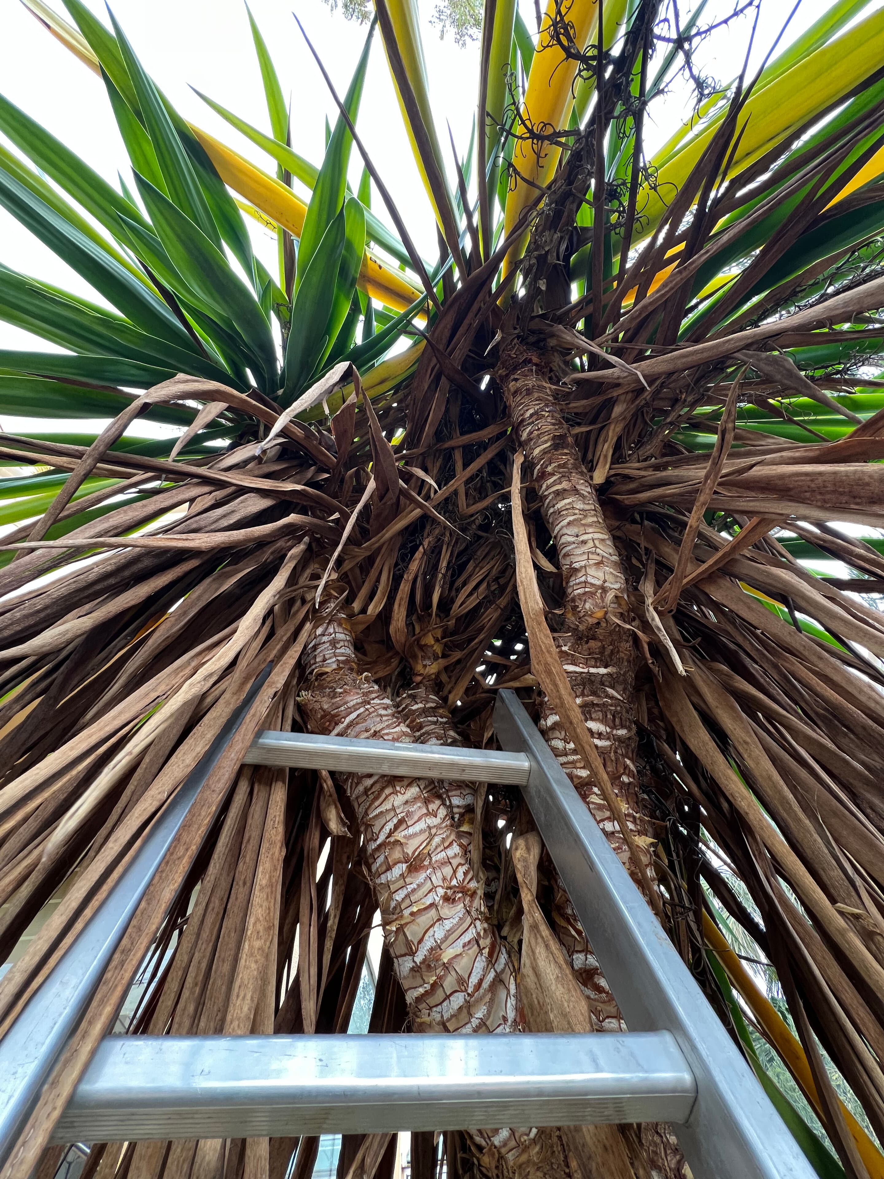 Low-angle view of a dragon tree (Dracaena draco) with a ladder on its trunk