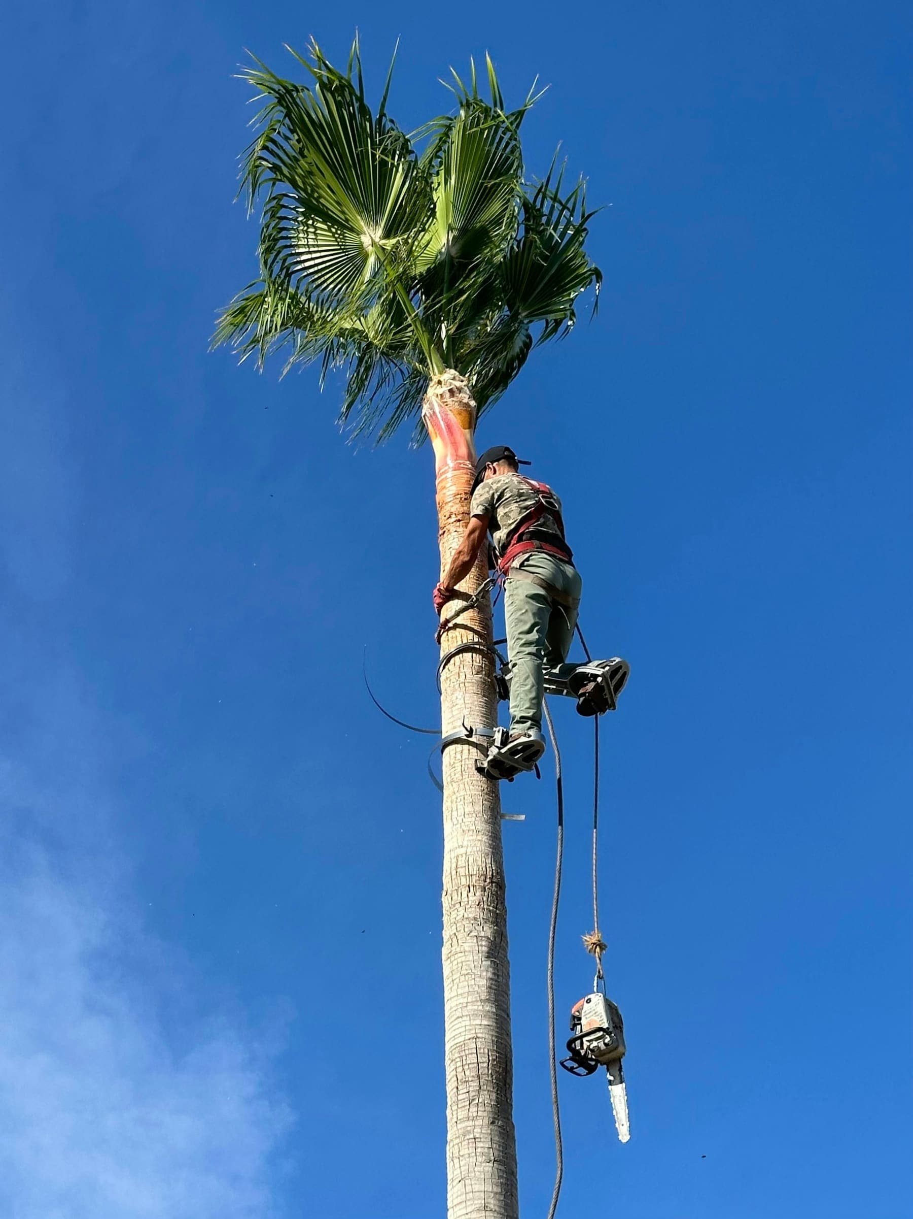 Washingtonia mit Federschnitt in Andalusien: ein langer, kahler Stamm, an der Spitze nur ein kleiner zentraler Wedelbusch, mit einem Baumpfleger hoch oben in Gurten arbeitend und einer Motorsäge, die an einem separaten Seil hängt