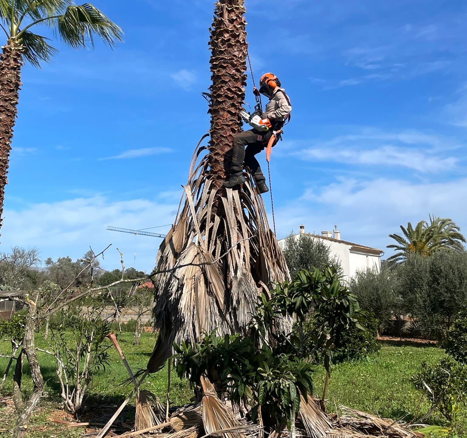 Arborista pujant per corda en un arbre alt, casc groc, motoserra treballant contra el tronc, tècnica SRT amb bloquejador