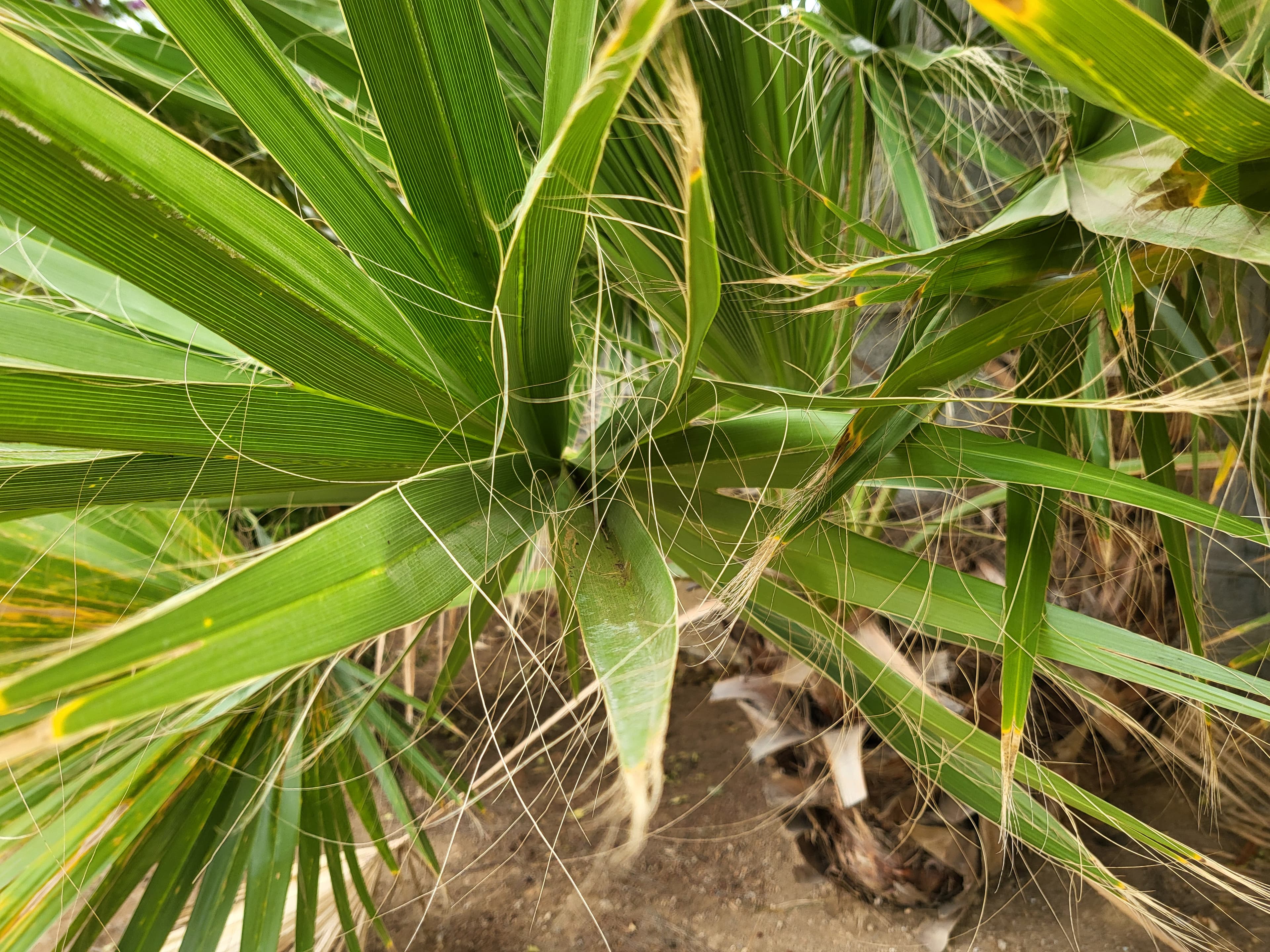Junge Wedel der Washingtonia filifera mit den charakteristischen weisslichen Fäden zwischen den Blattsegmenten