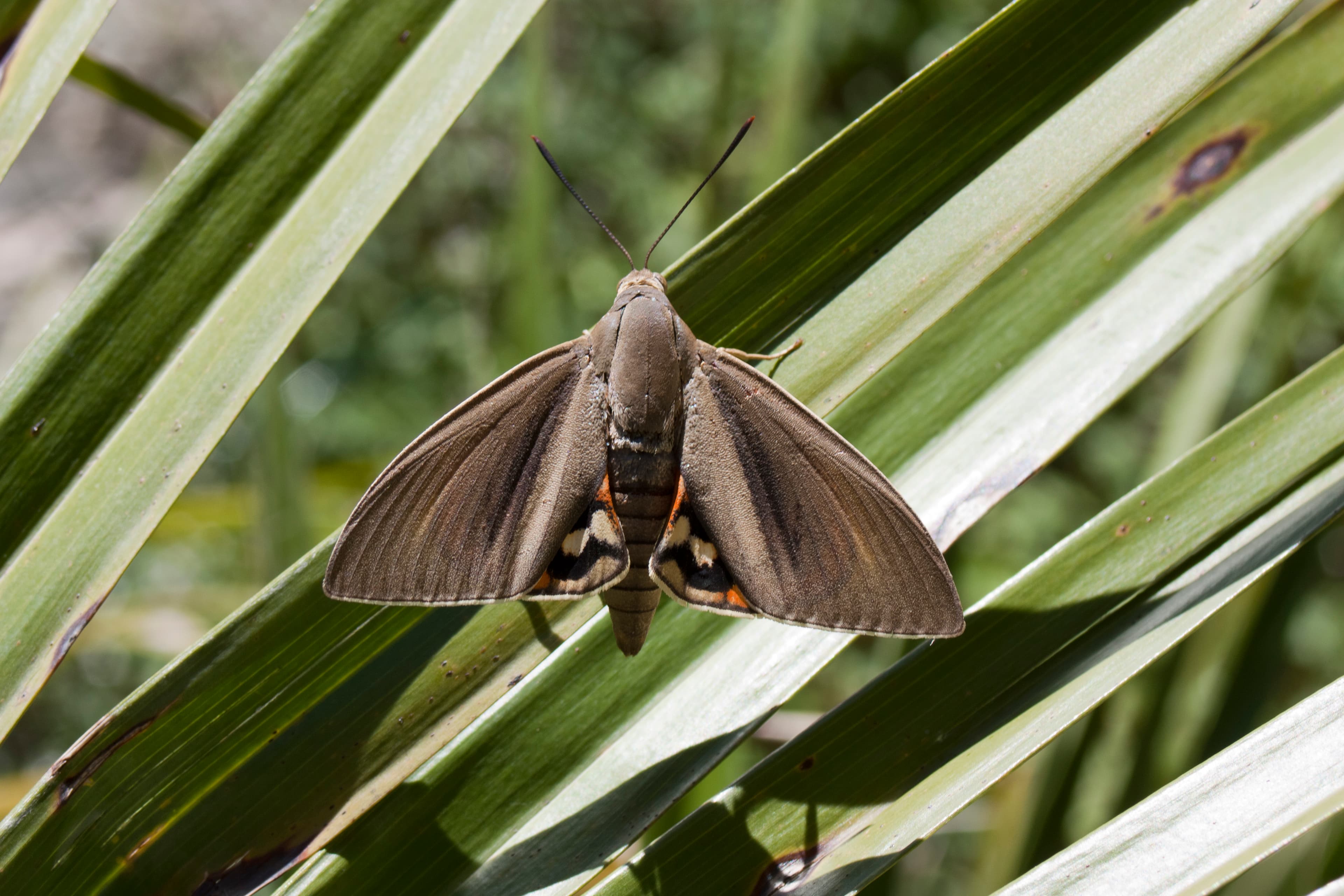 Erwachsener Paysandisia archon auf grünen Palmwedeln, Flügel ausgebreitet, mit orangefarbenen Binden und schwarzem Streifen
