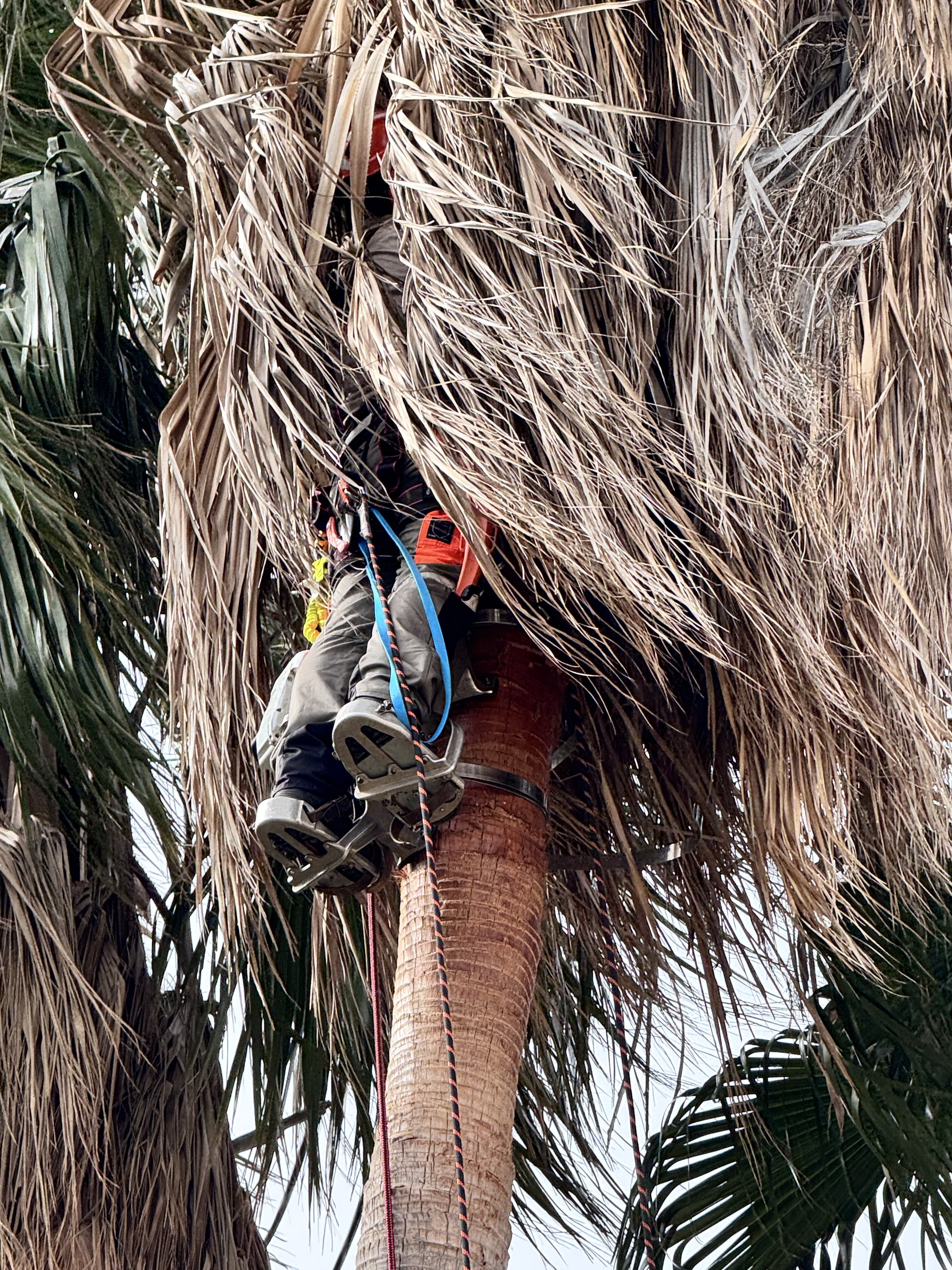 TerraLuxe-Baumpfleger reinigt einen Palmenstamm mit Kletterrahmen und Gurt, herabfallende Blattbasen, Mallorca