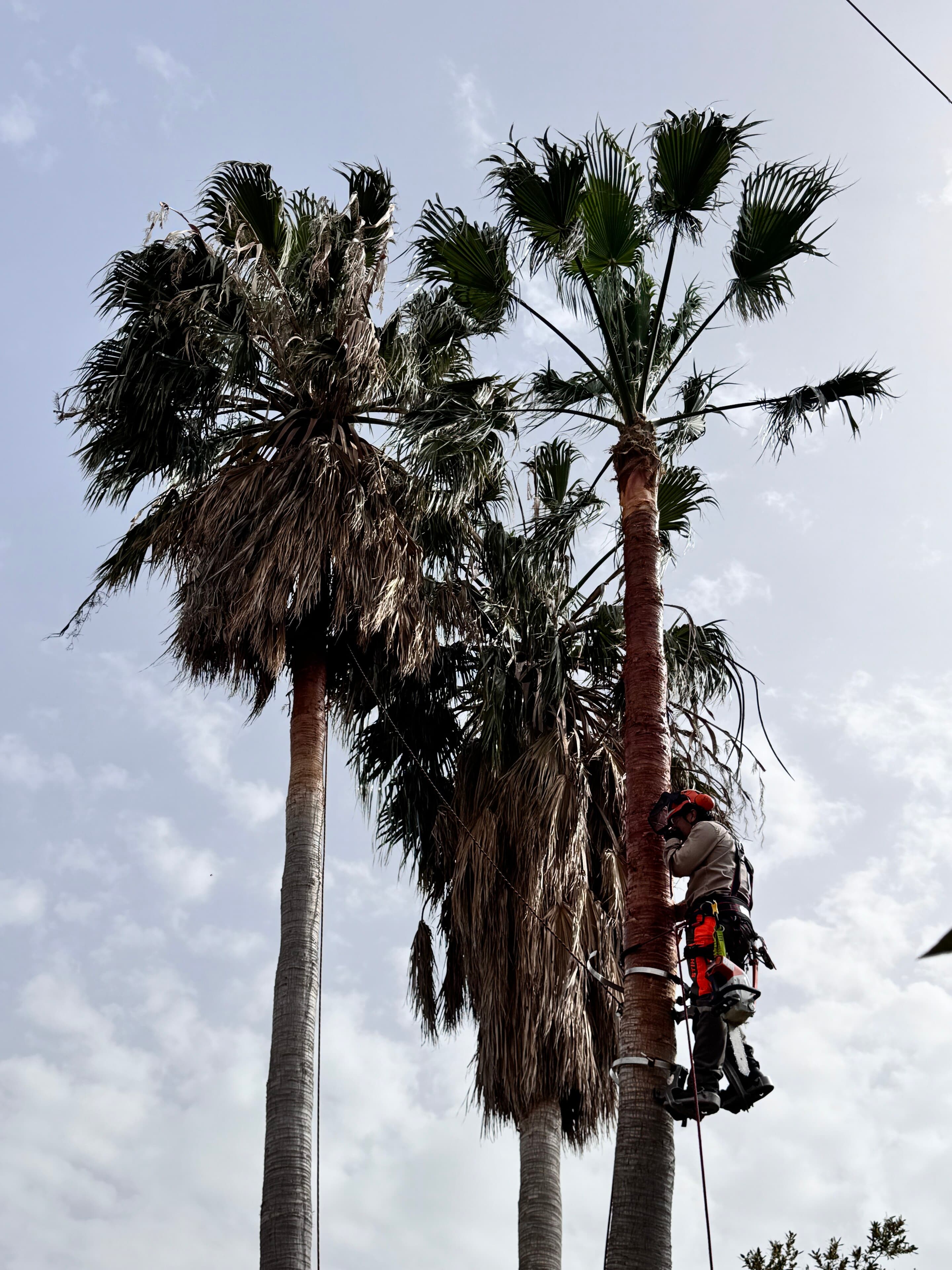 TerraLuxe-Baumkletterer beim Schnitt einer Washingtonia filifera mit Seil und Gurt auf einer Mallorca-Immobilie