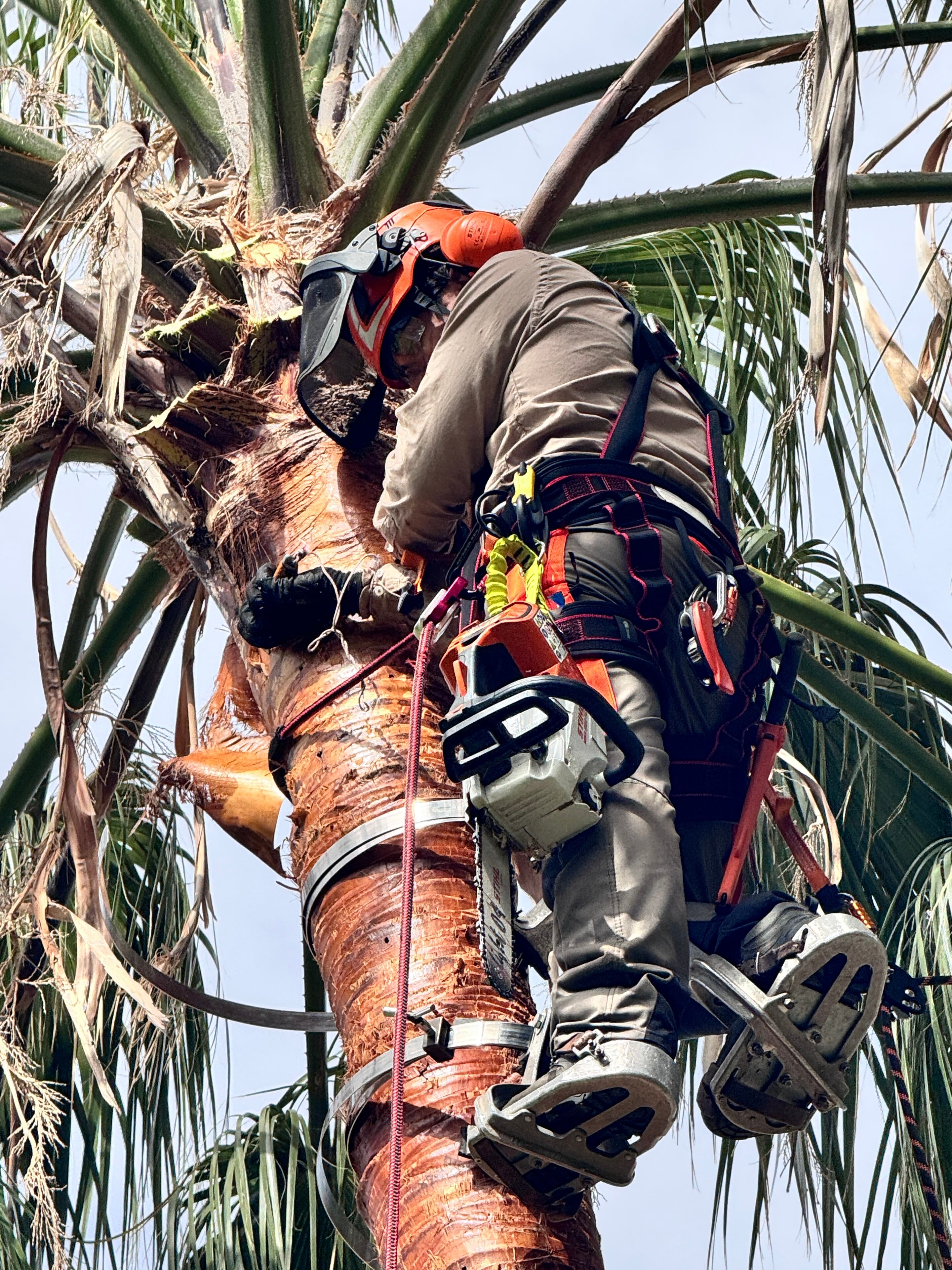 Arborista de TerraLuxe podant una palmera Washingtonia amb bicicleta palmera, cintes encoixinades abraçant el tronc, sense punxades