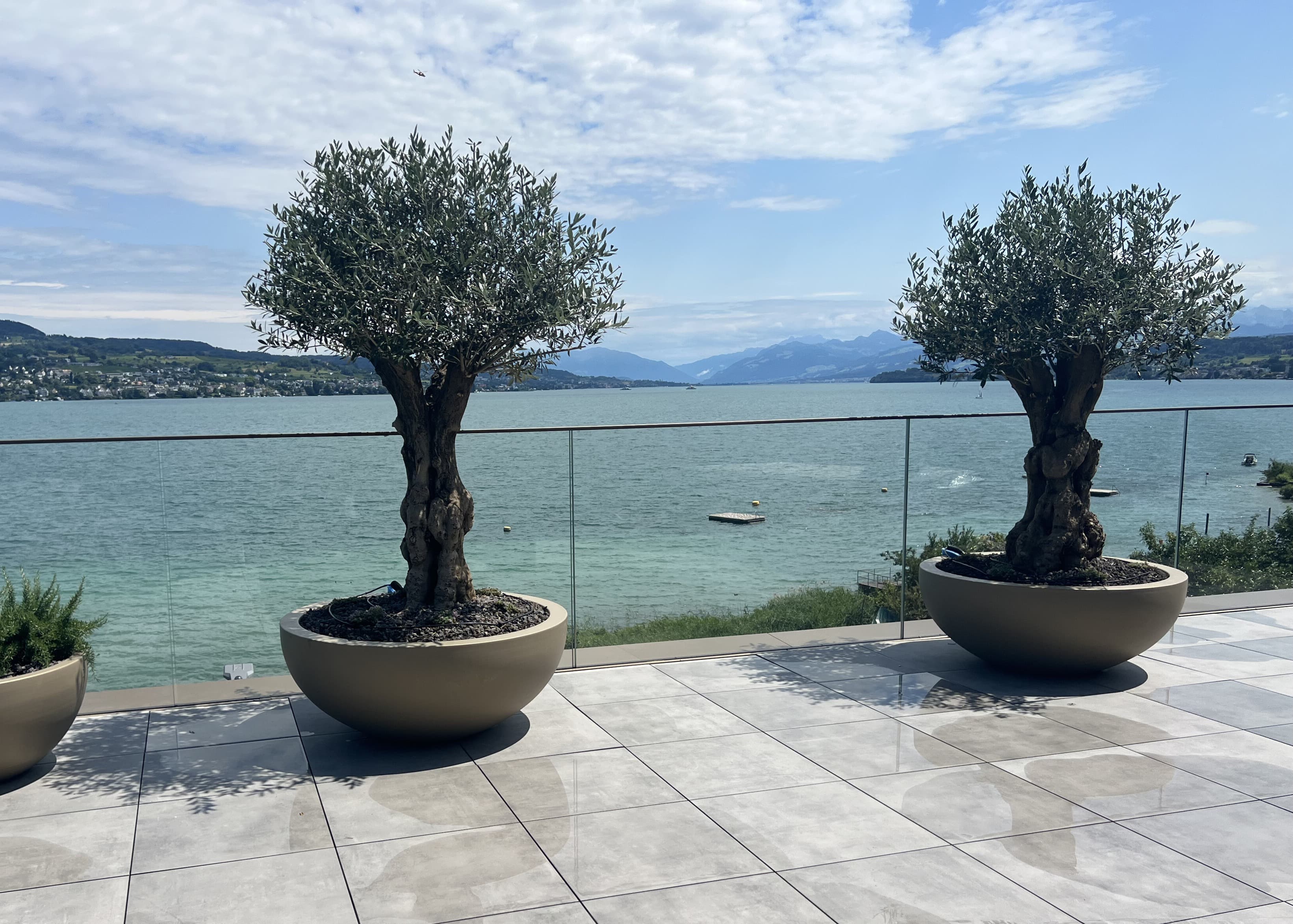Jardín mediterráneo de villa de lujo en Mallorca cuidado por TerraLuxe Gardens