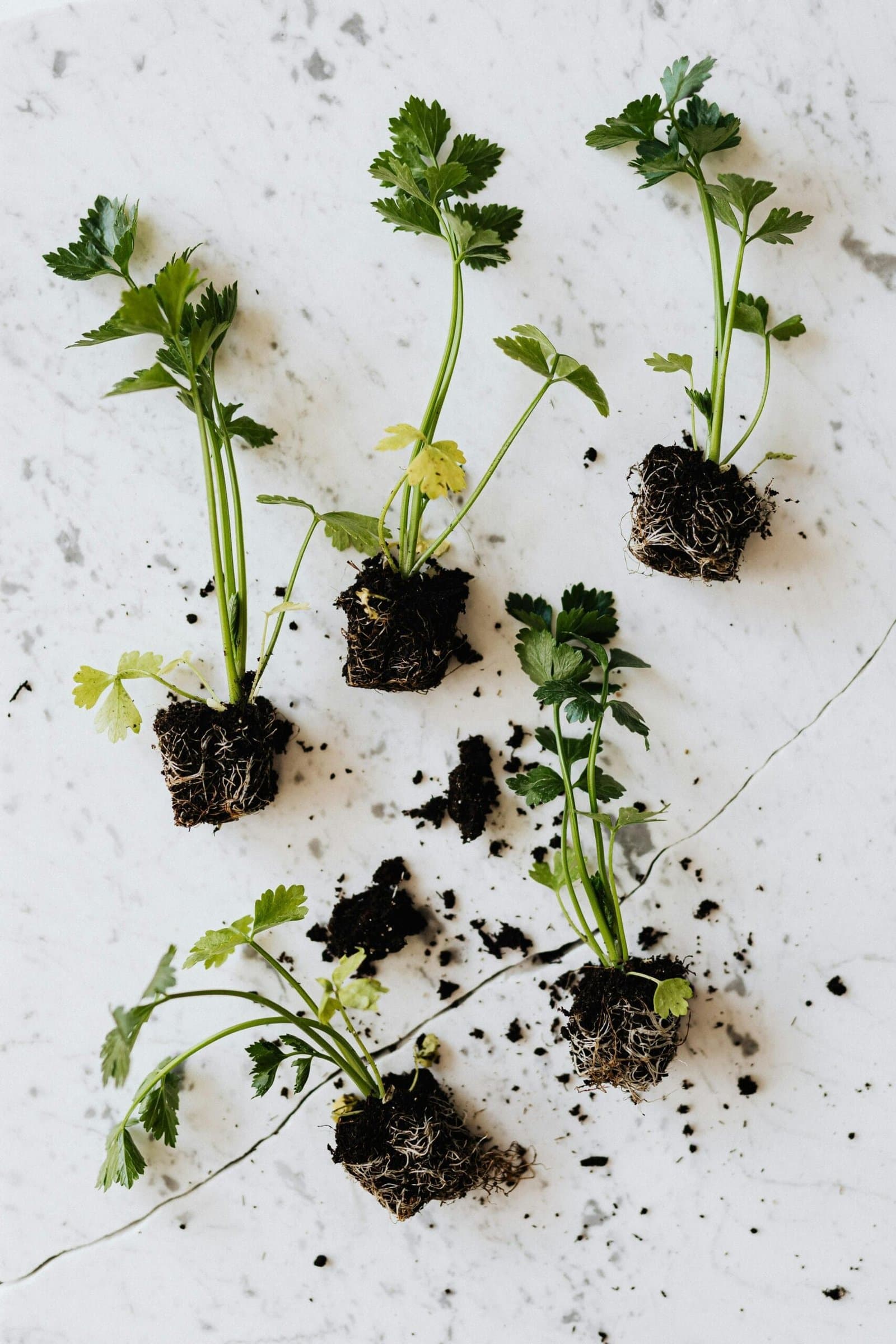 Mediterranean plants curated at a nursery before planting in a Mallorca garden