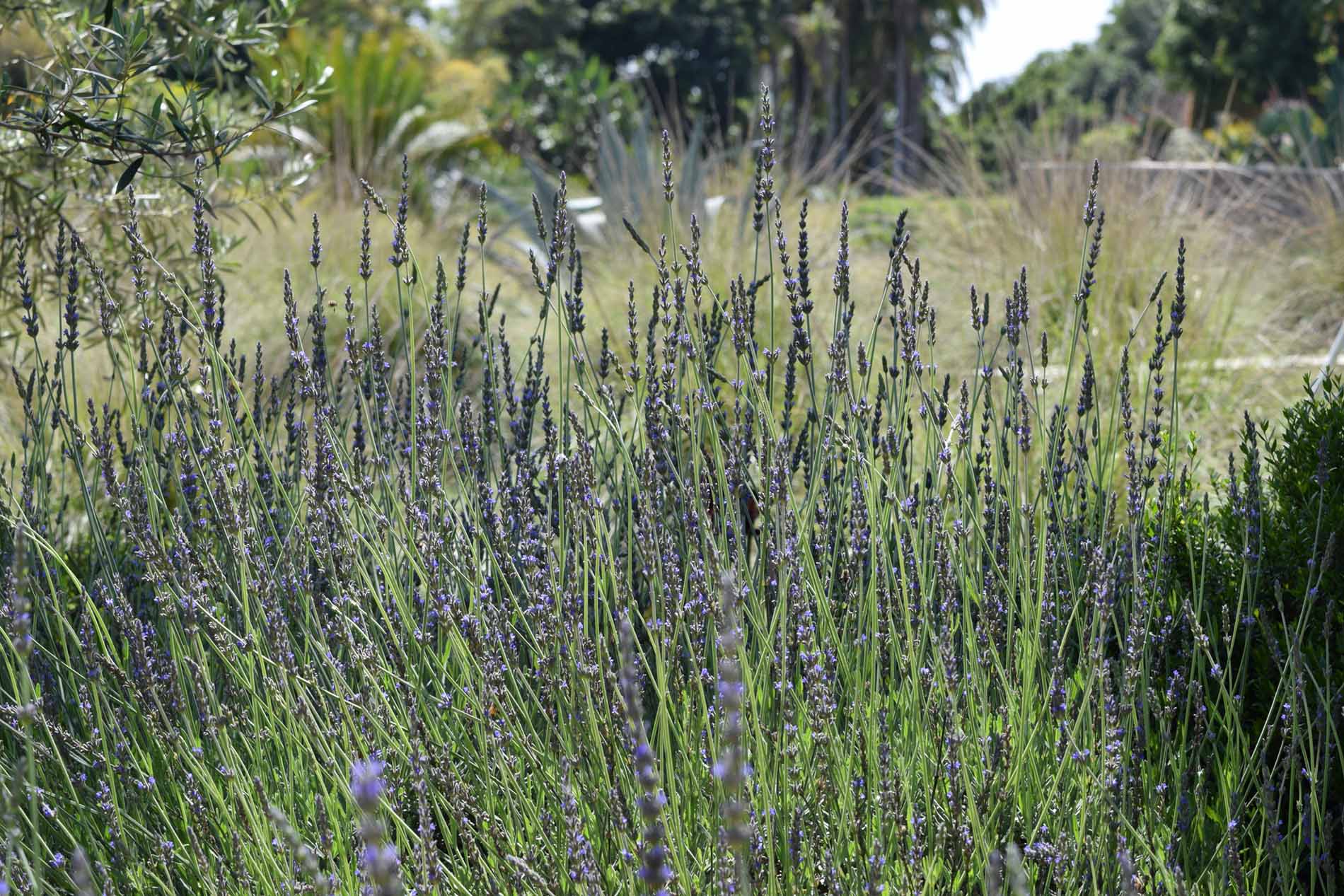 TerraLuxe team planting native species in a newly created eco-friendly garden