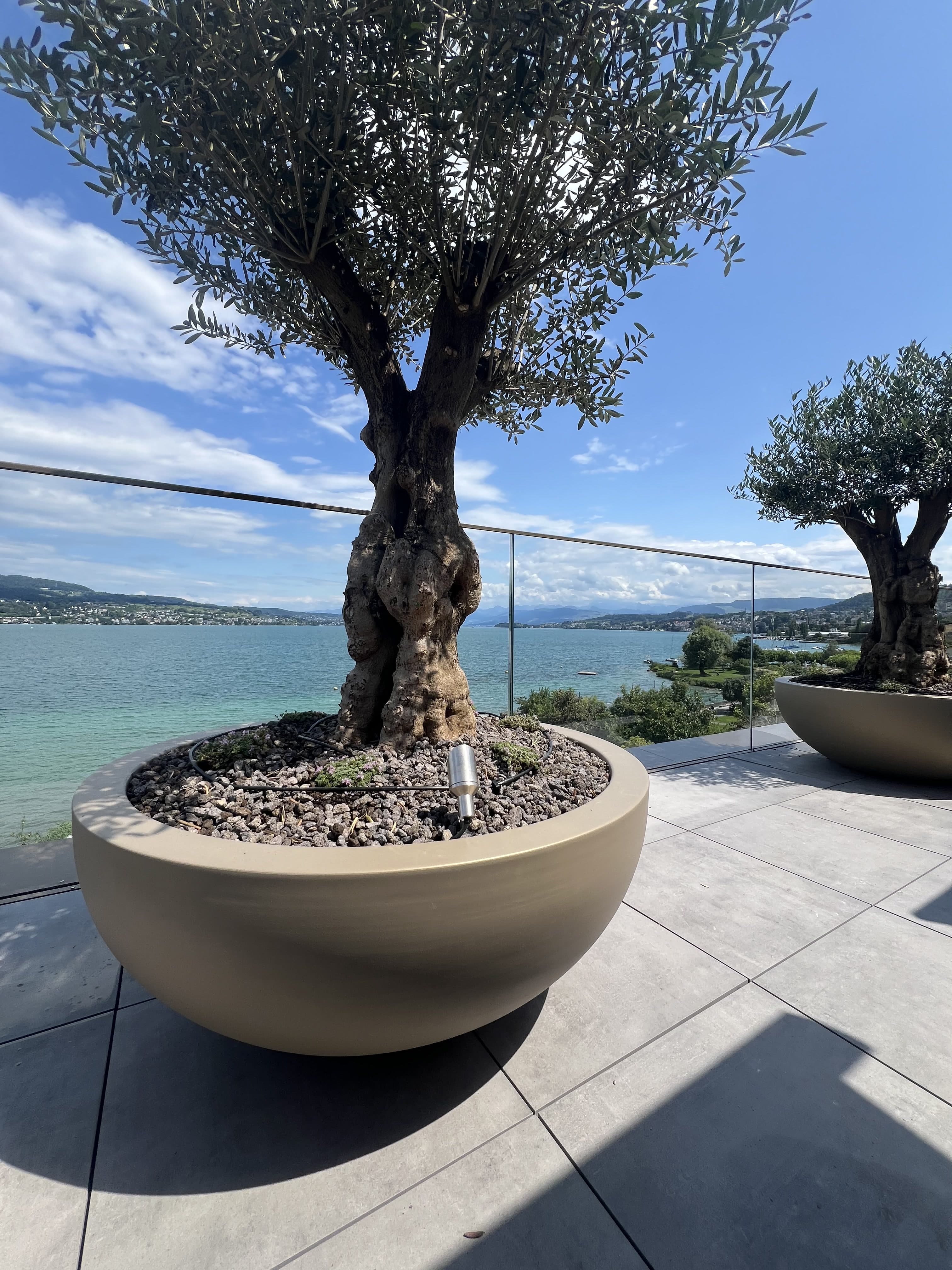 Newly created Mediterranean garden by TerraLuxe Gardens on a Mallorca estate