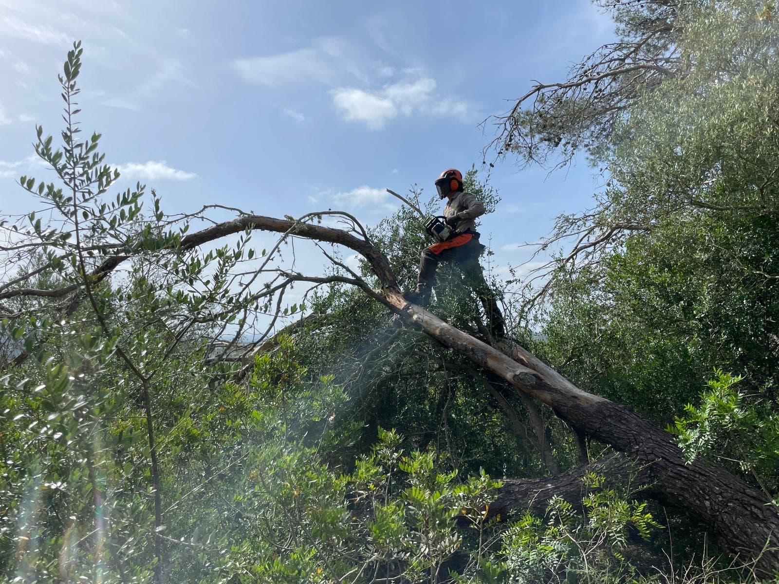 Arborista certificat de TerraLuxe podant un arbre alt amb tècnica d'escalada a Mallorca