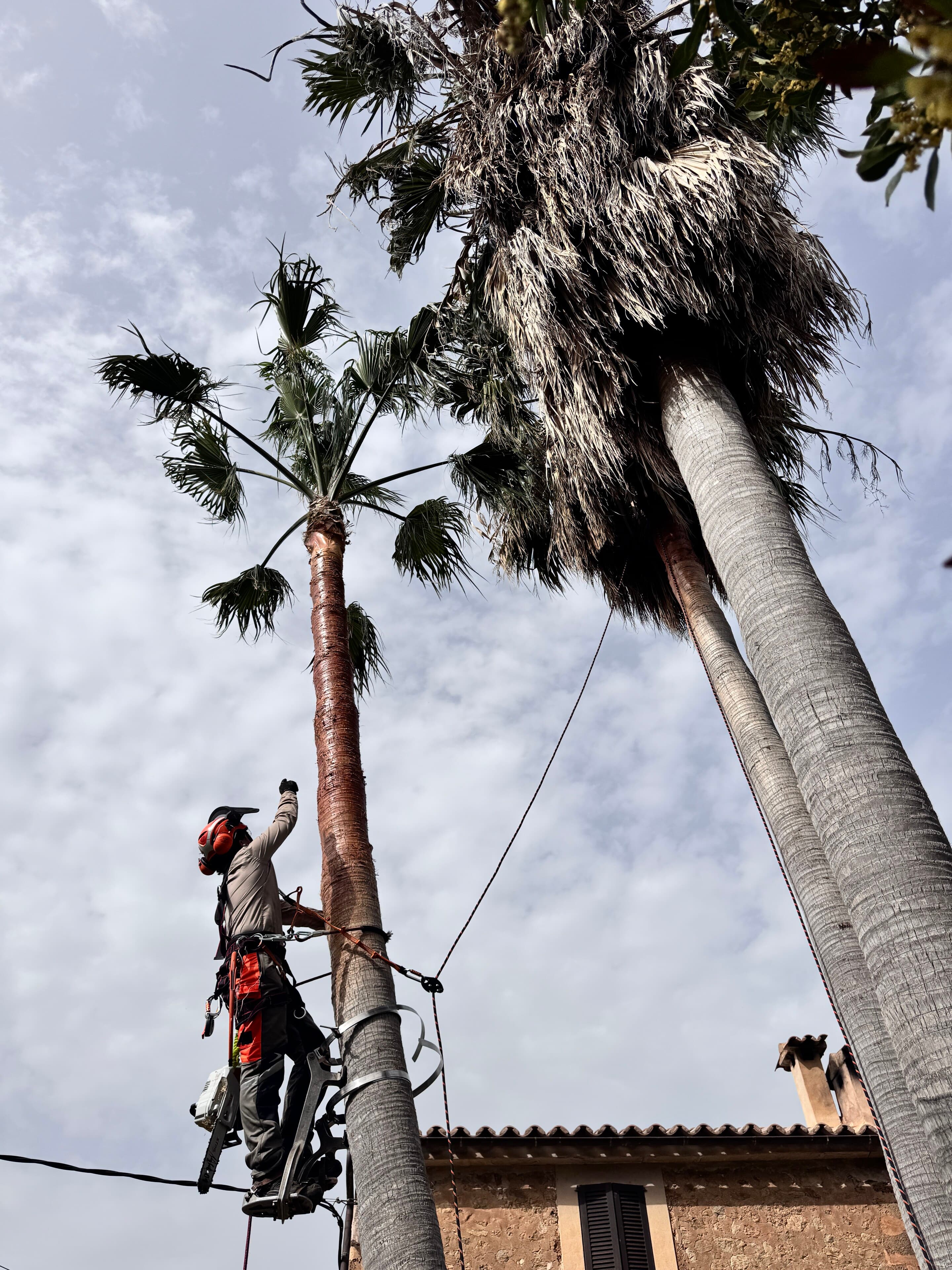 Palmera Phoenix podada per un especialista de TerraLuxe Gardens en una vil·la mallorquina