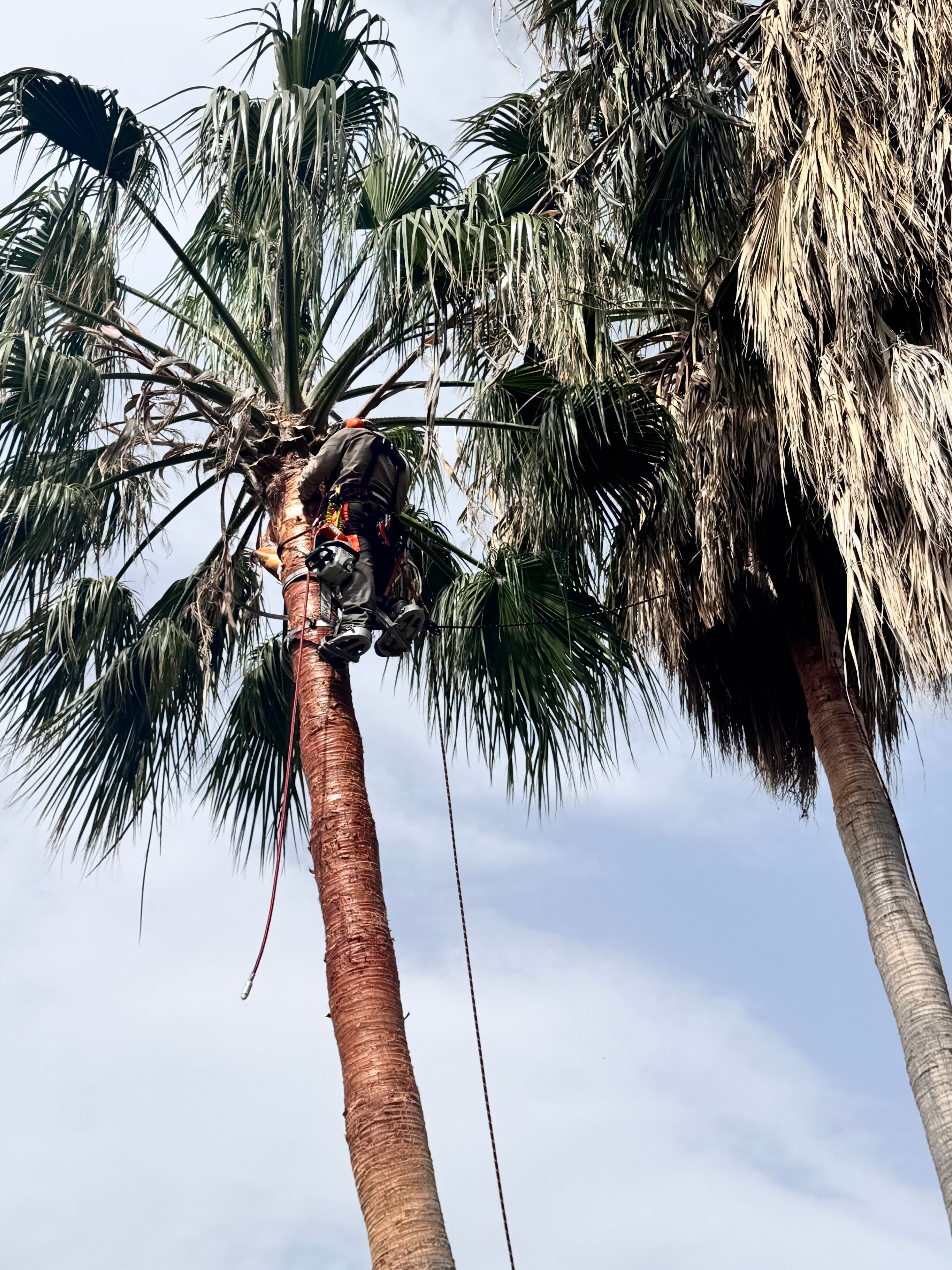 Arborista certificat de TerraLuxe Gardens treballant en alçada sobre un arbre en una finca de Mallorca