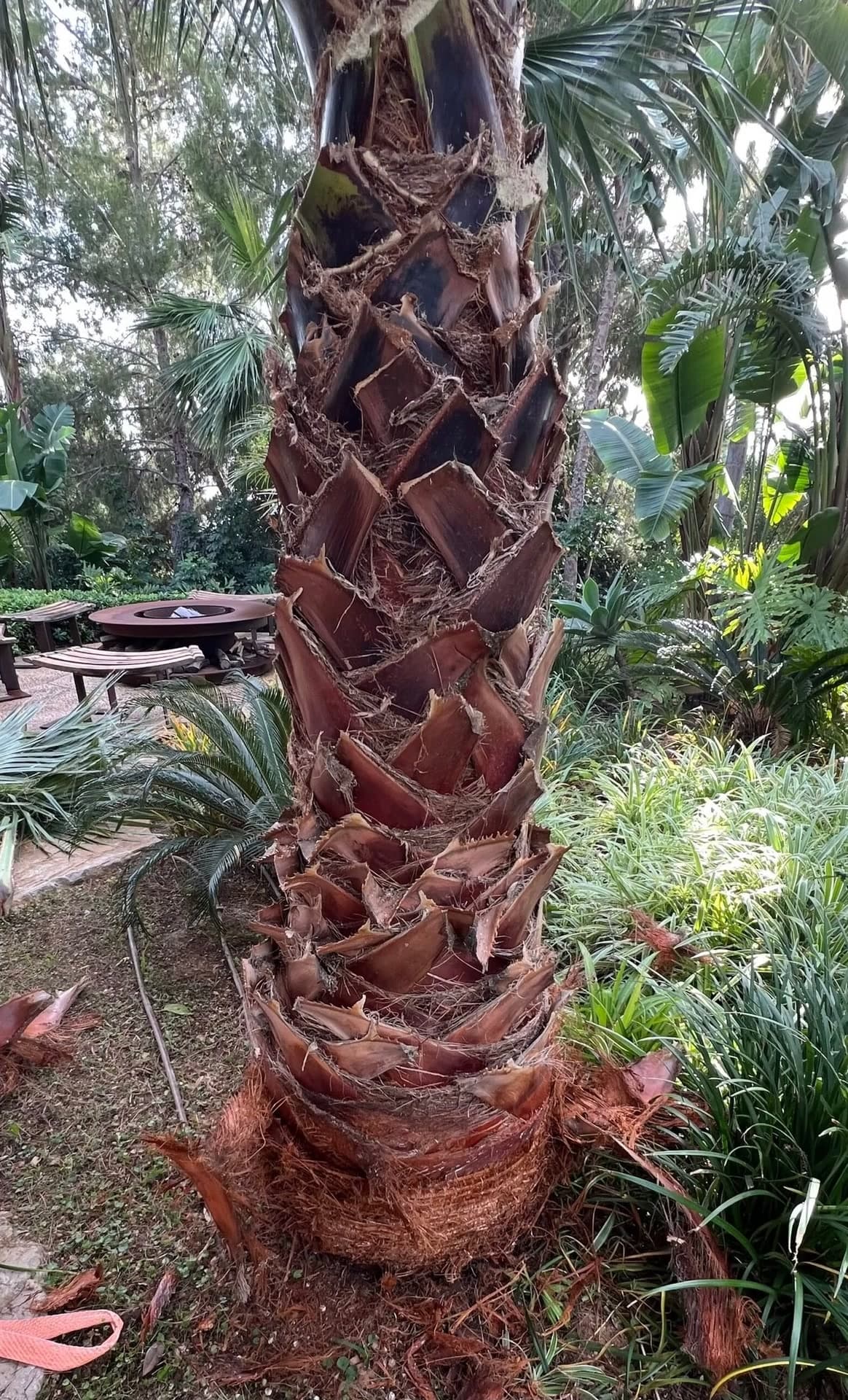 Gardener pruning a tree with pole shears in a Mallorca garden