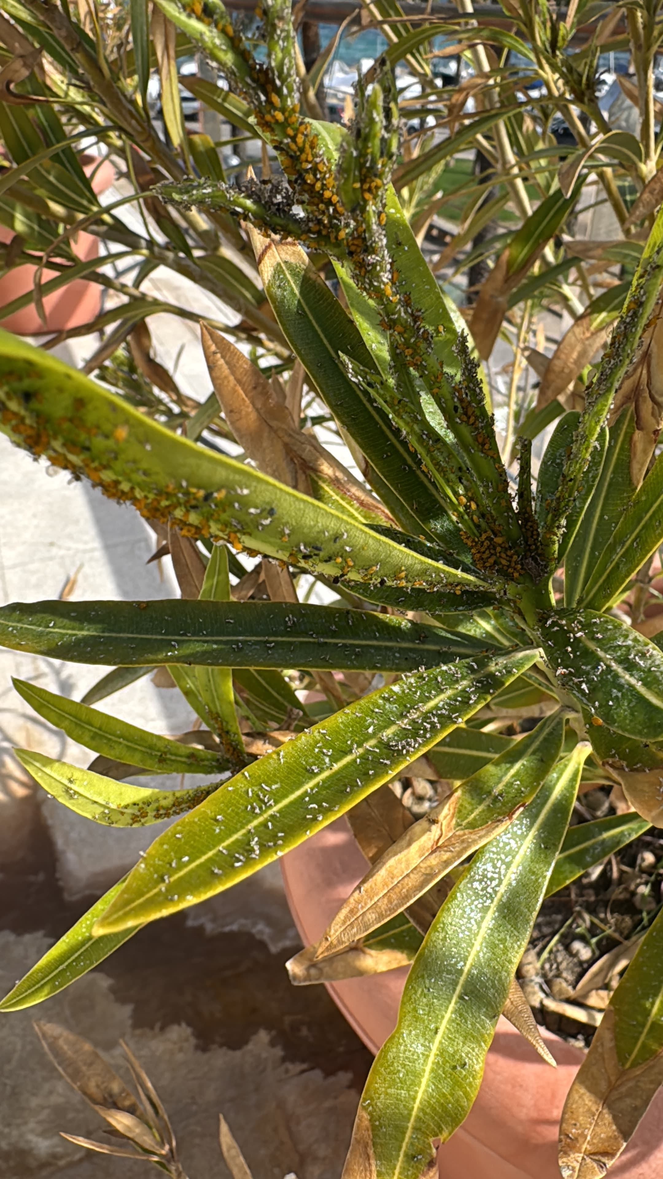 Leaf with early pest signs under TerraLuxe phytosanitary inspection