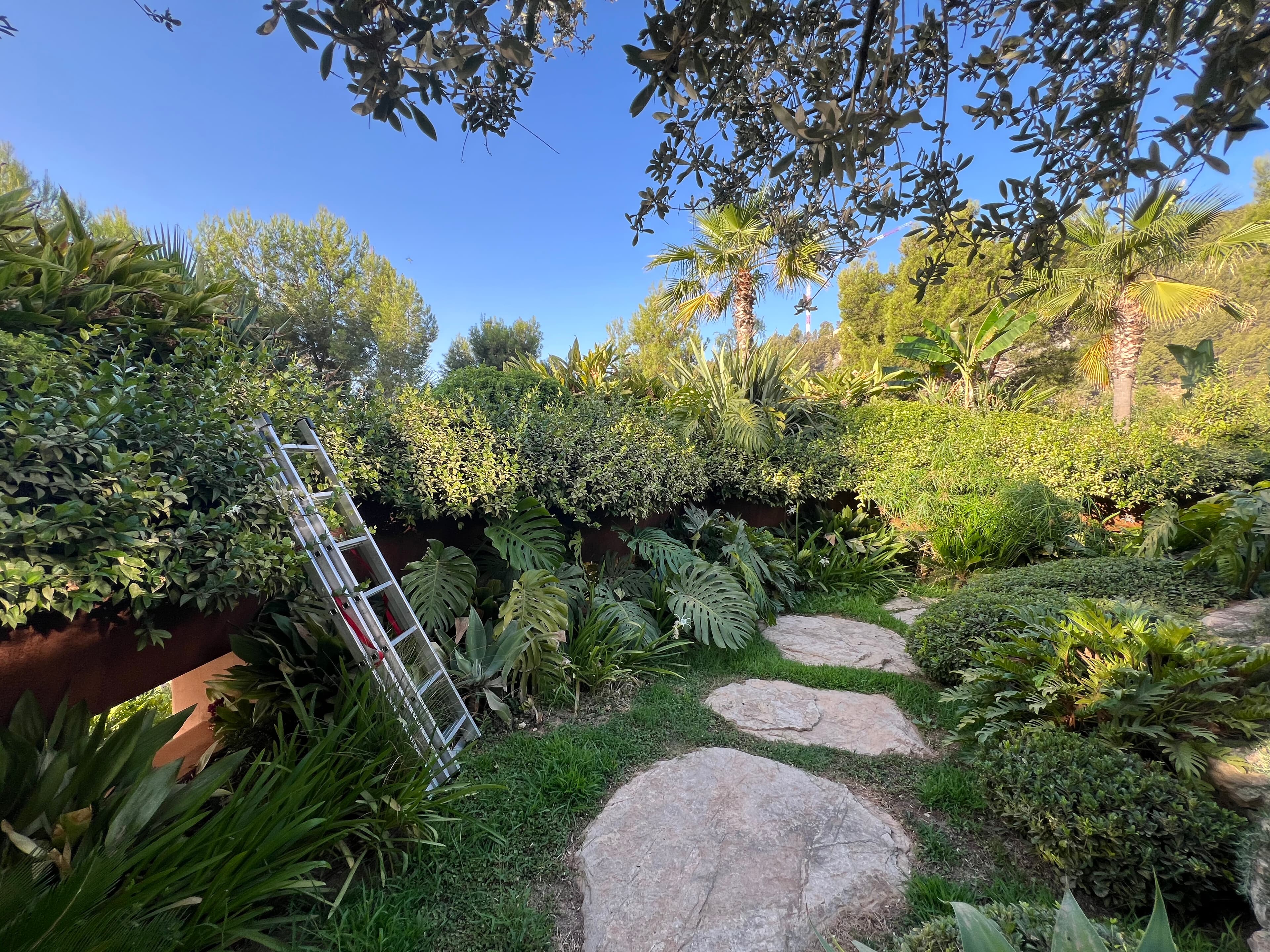Naturalised woodland area with maintained understorey on a Mallorca estate