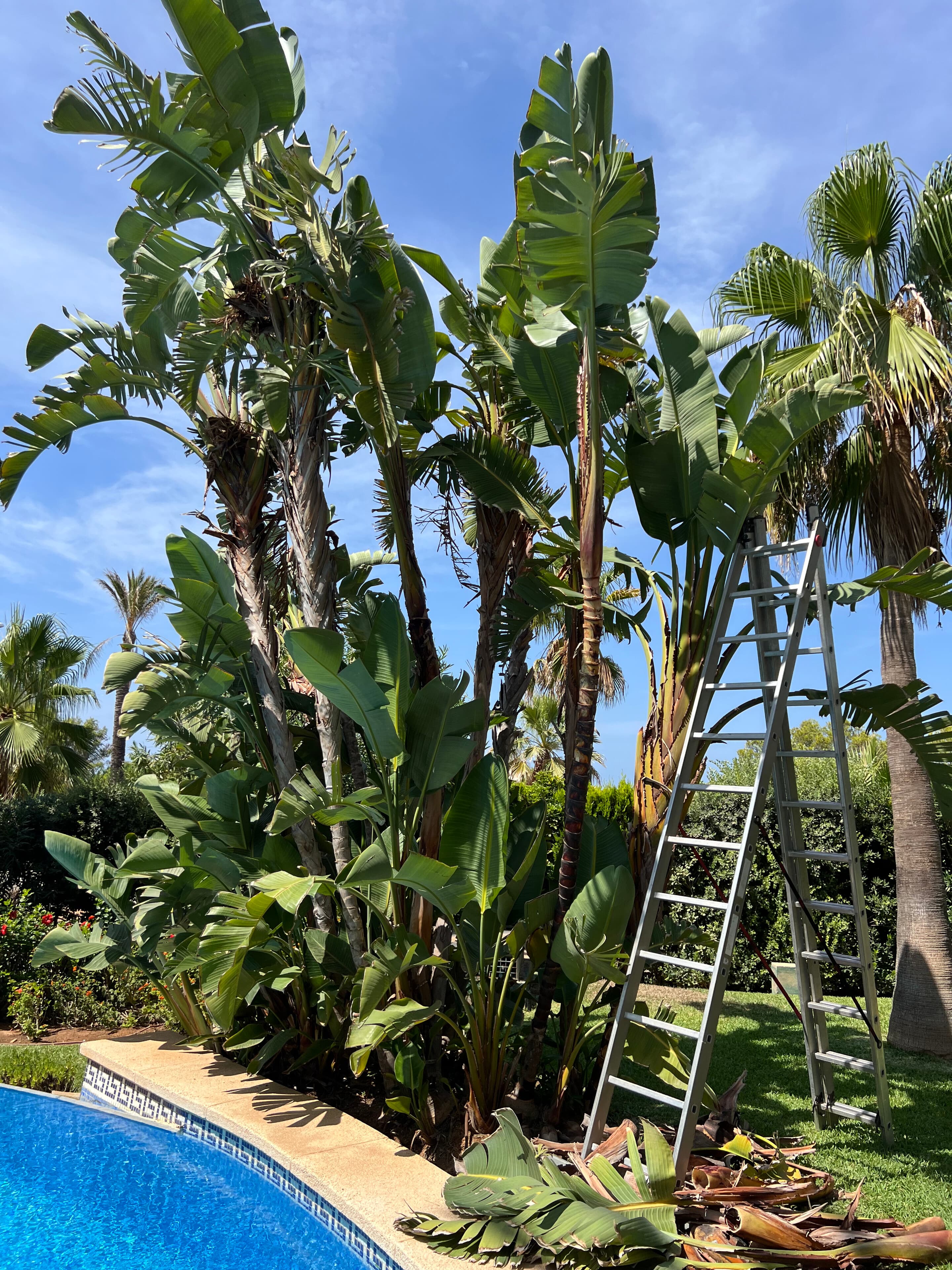 Strelitzia (bird-of-paradise) in flower in a Mediterranean garden