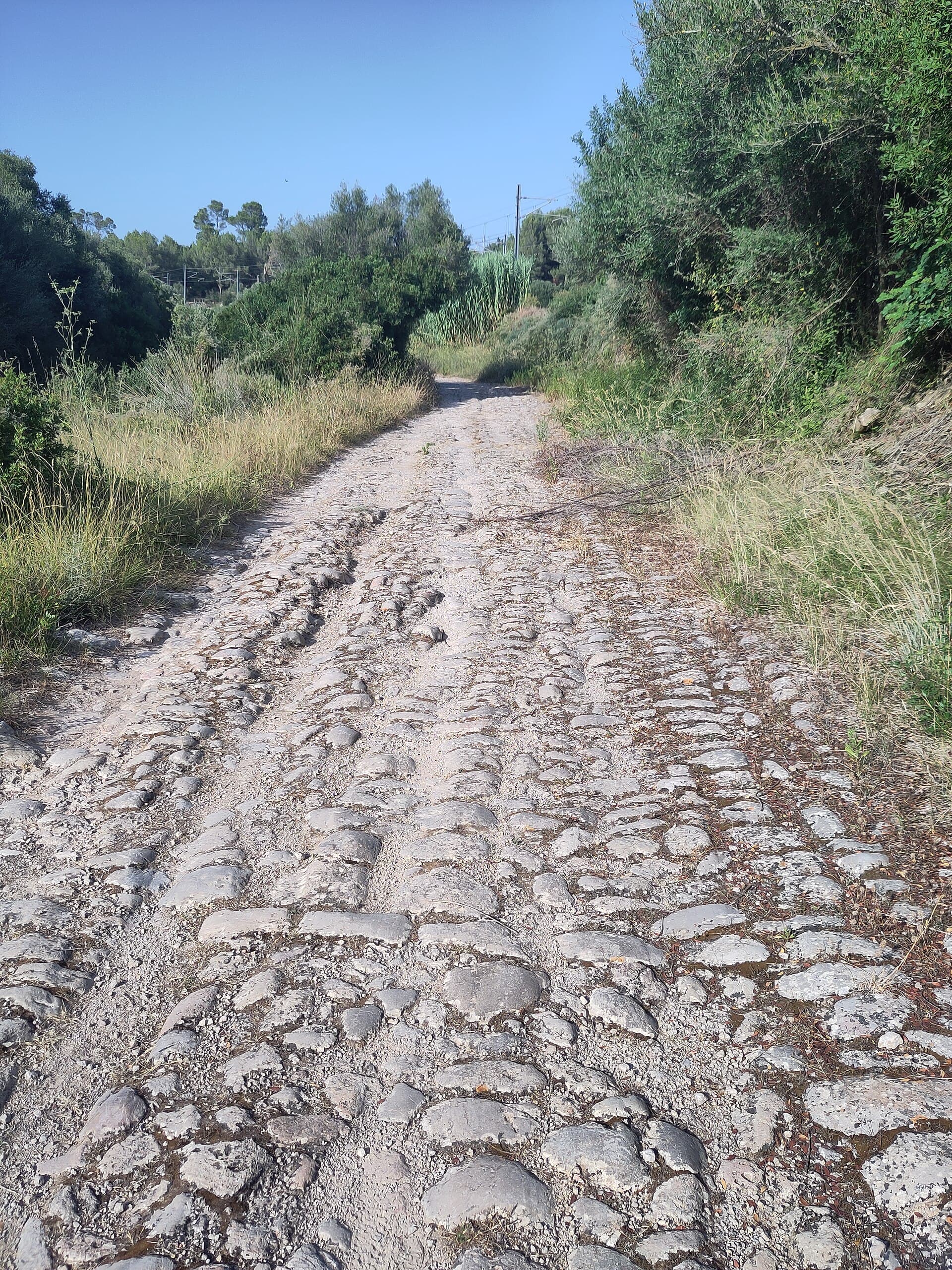 Gepflasterter Camí de la Bomba zwischen mediterranem Buschwerk in Marratxí, Mallorca