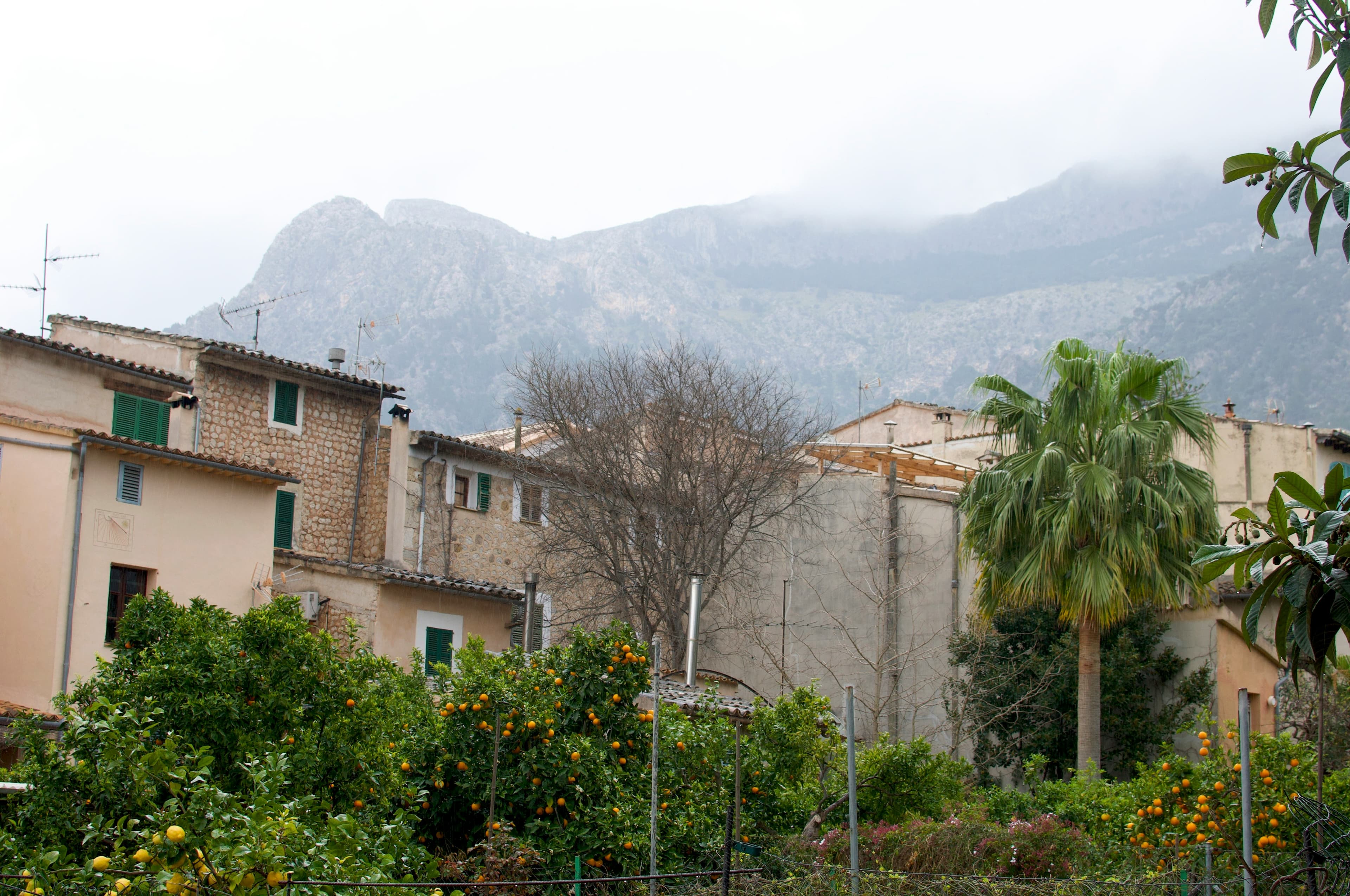 Orangenhain mit Früchten und Häuser im Tal von Sóller, Tramuntana, Mallorca