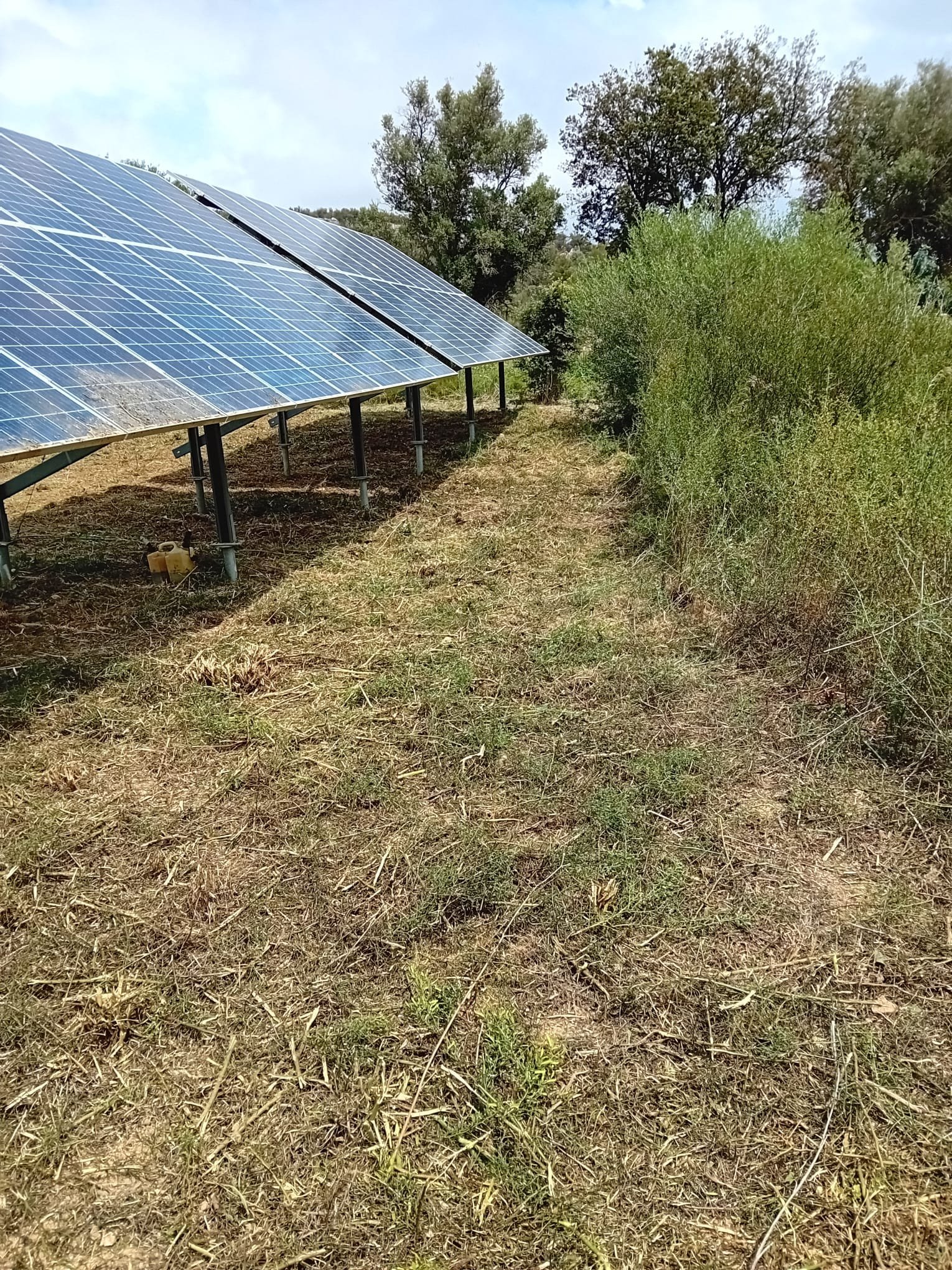 Plot Clearing with Trimmer