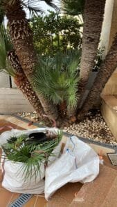 Mediterranean Fan Palm Care