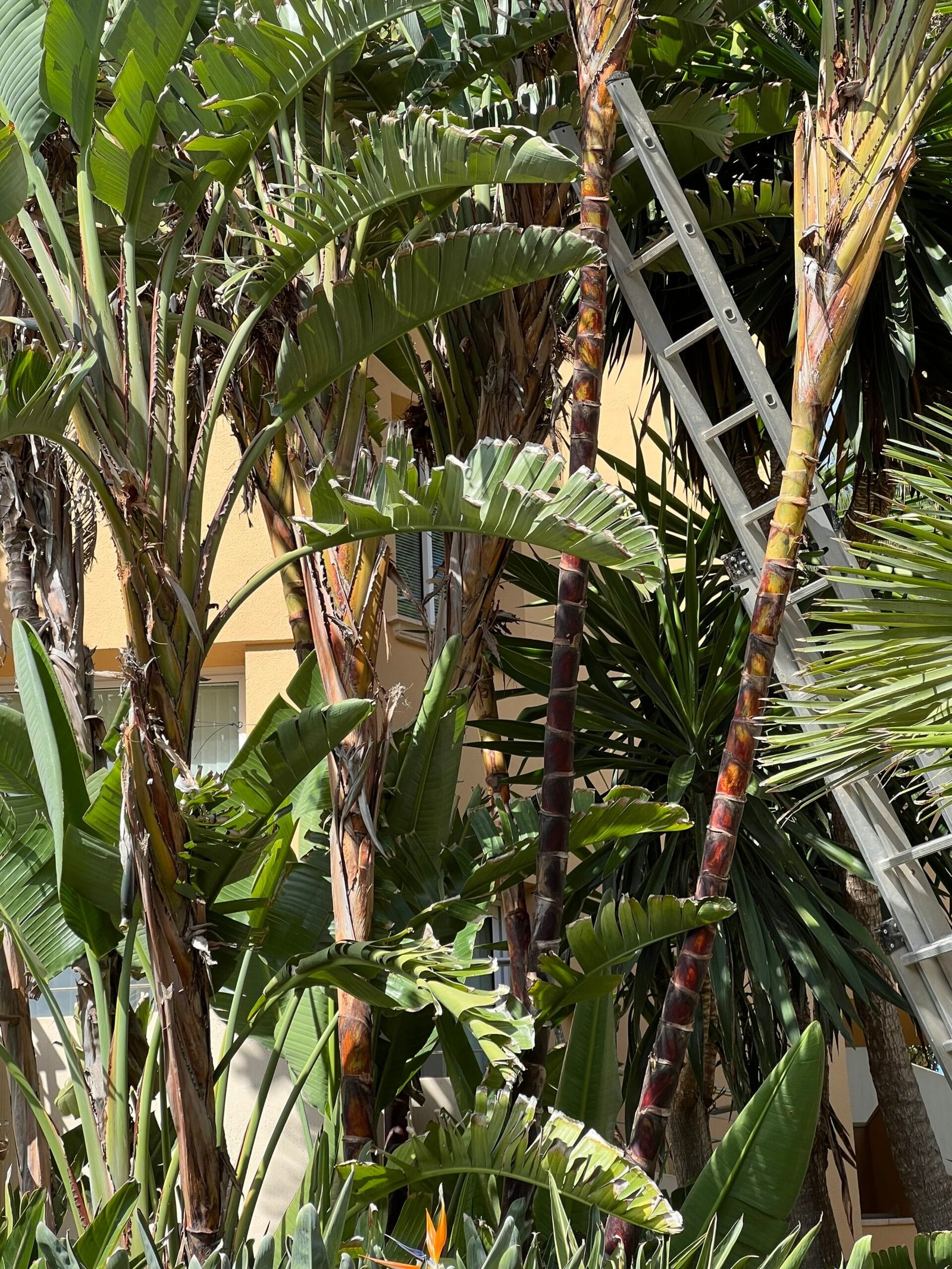 Giant White Bird of Paradise Care
